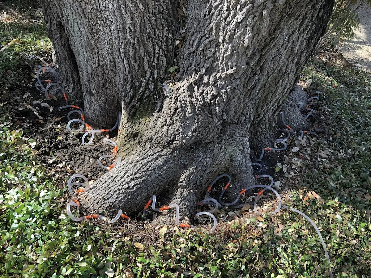 Detailed Tree Cabling and Bracing job site in Bainbridge