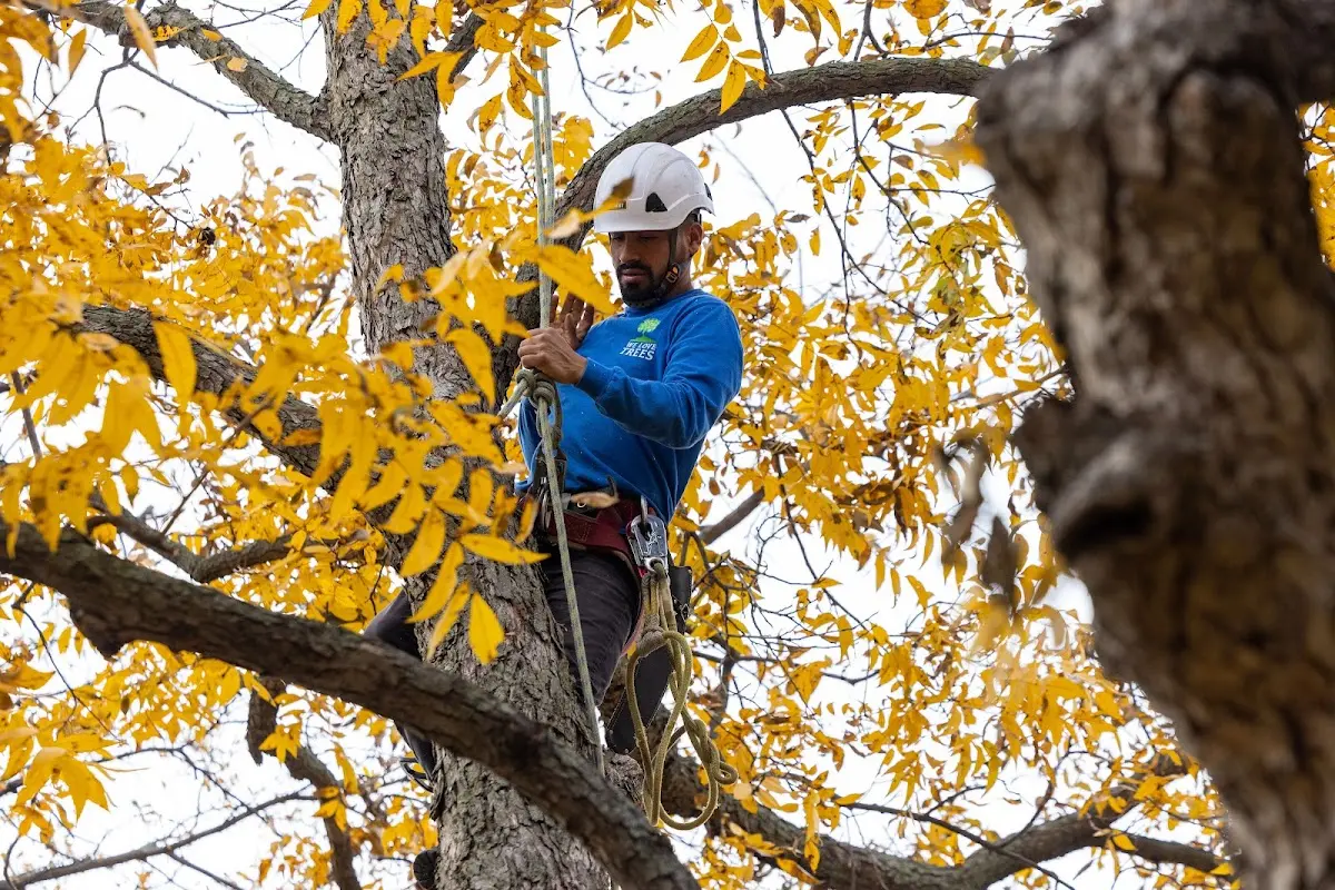 Skilled Tree Trimming crew working in Bainbridge