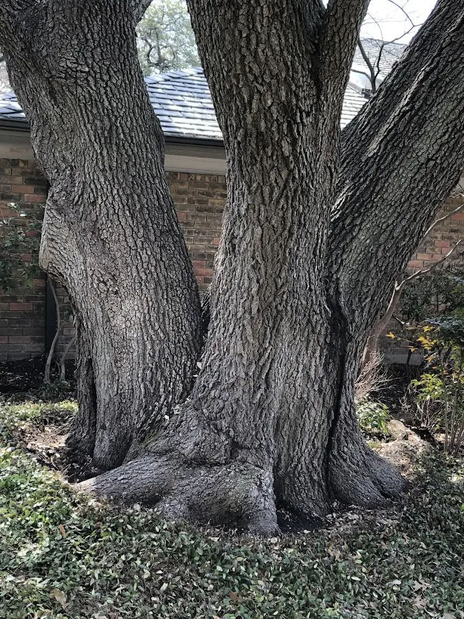 Mature heritage tree close to a Bainbridge property cared for by certified arborists
